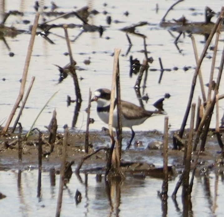 Semipalmated Plover - ML458777861