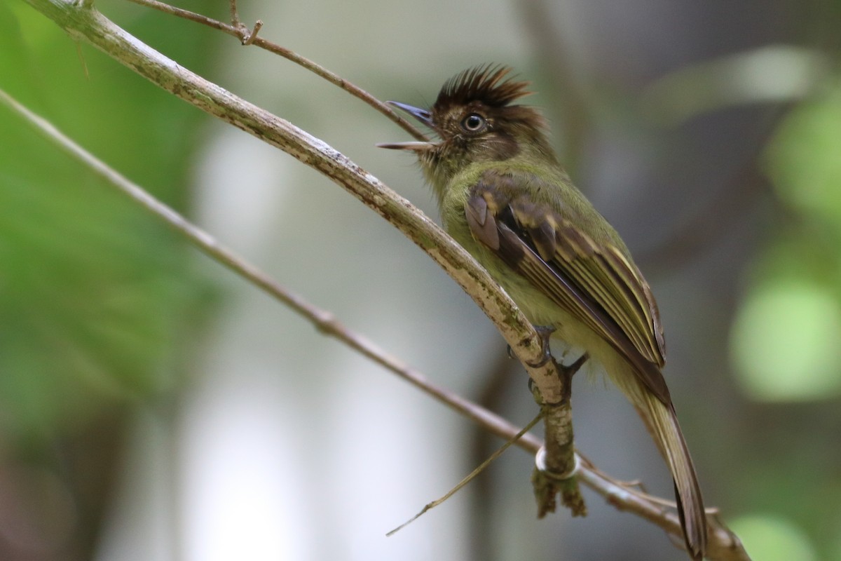 Sepia-capped Flycatcher - ML458778931
