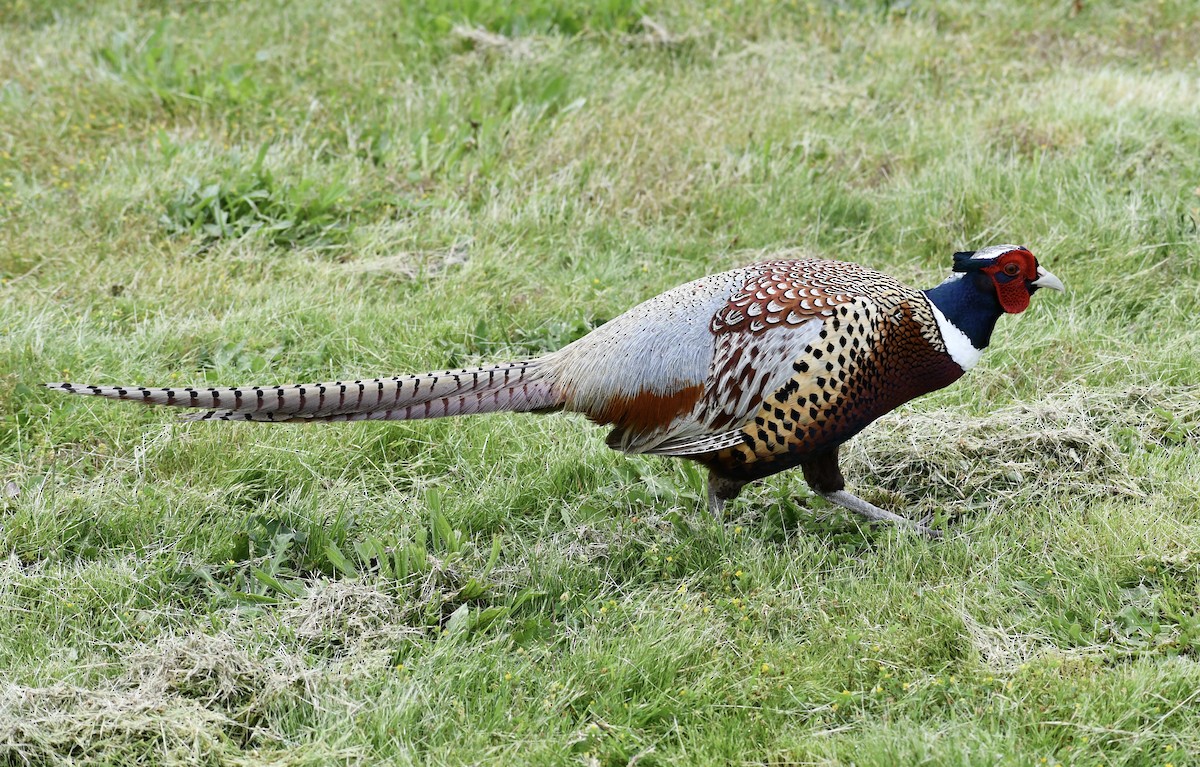 Ring-necked Pheasant - ML458781281