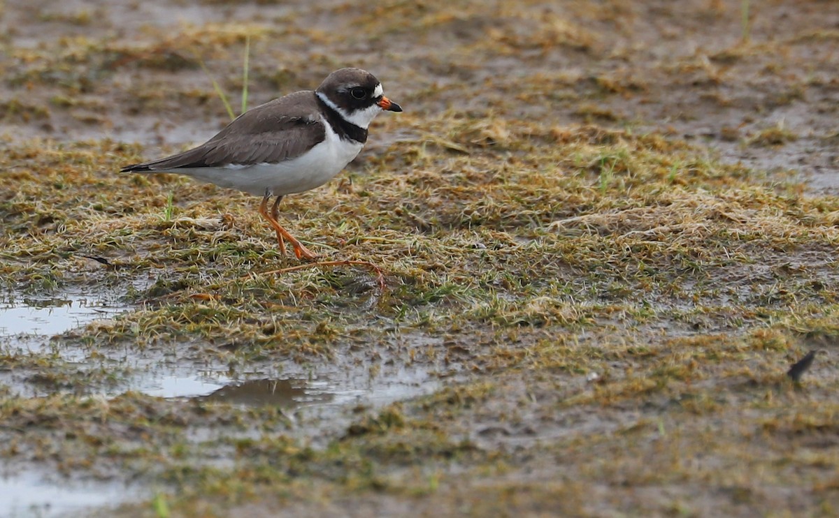 Semipalmated Plover - ML458783091