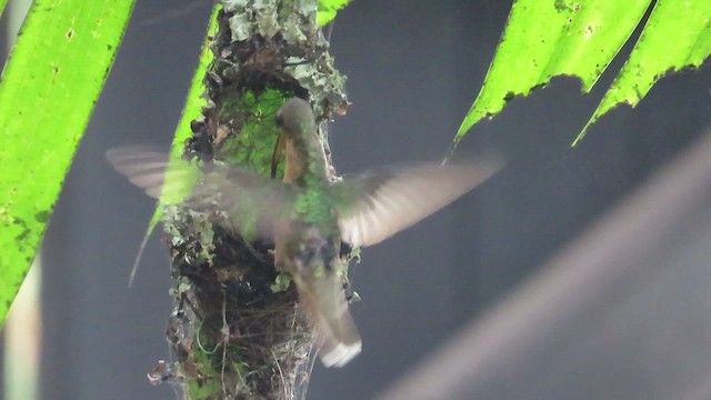 Rufous-breasted Hermit - ML458785751