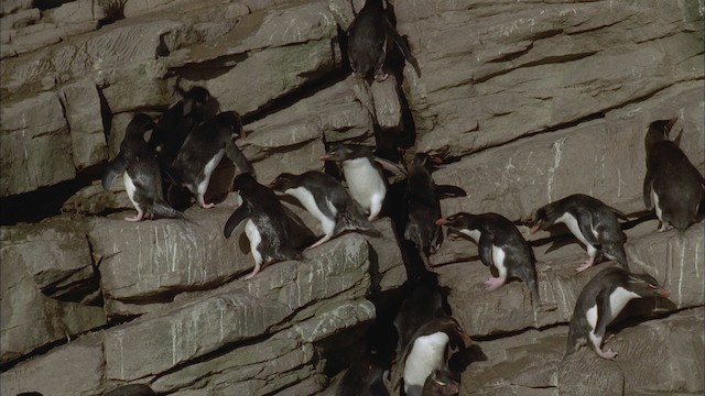 Pingüino Saltarrocas Meridional (chrysocome) - ML458786
