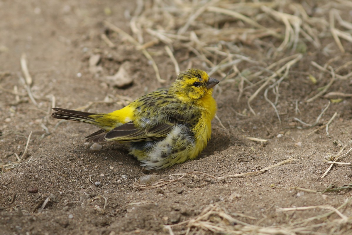 Yellow-fronted Canary - ML45879101