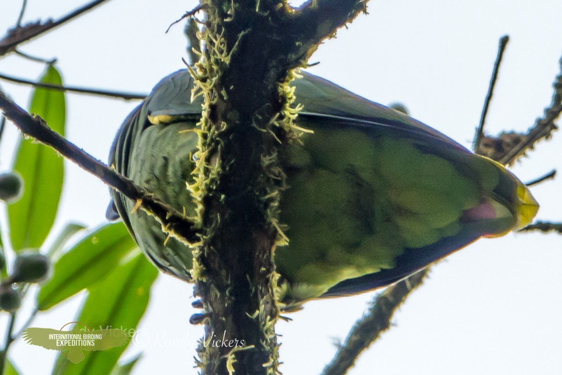 Scaly-naped Parrot - Randy Vickers