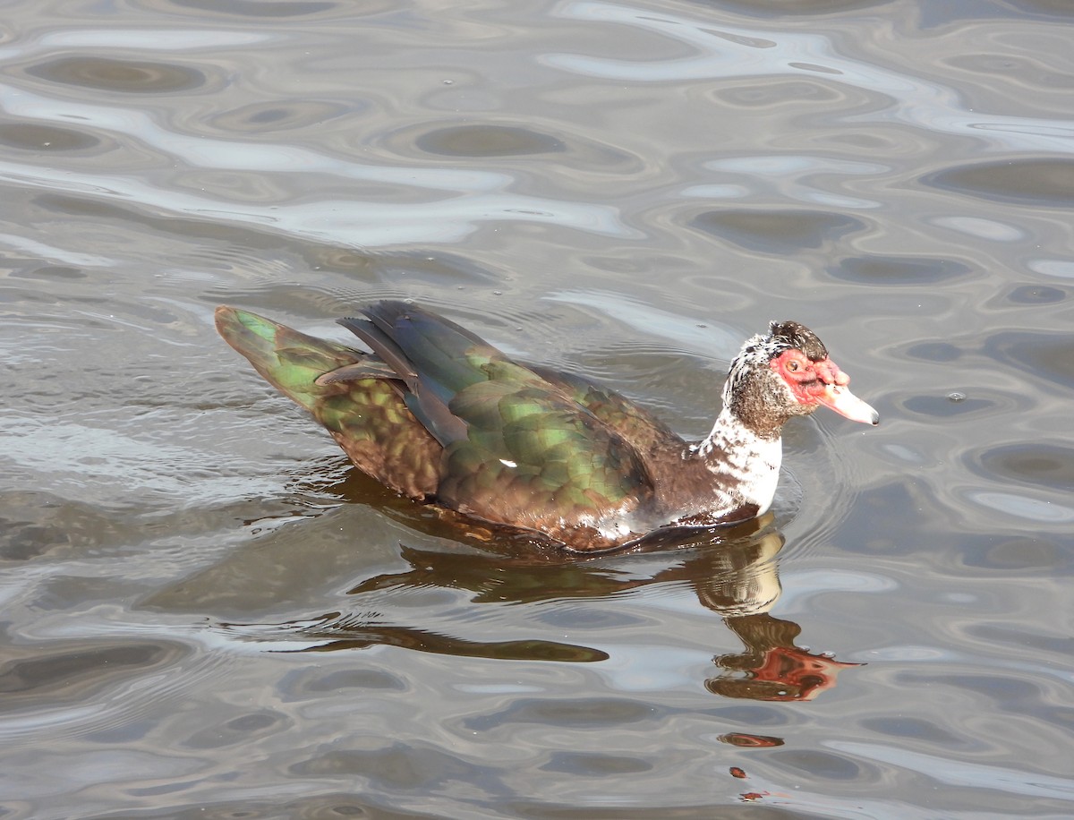 Muscovy Duck (Domestic type) - ML458799191