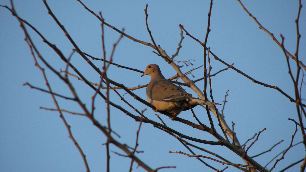Mourning Dove - Luis Mendes