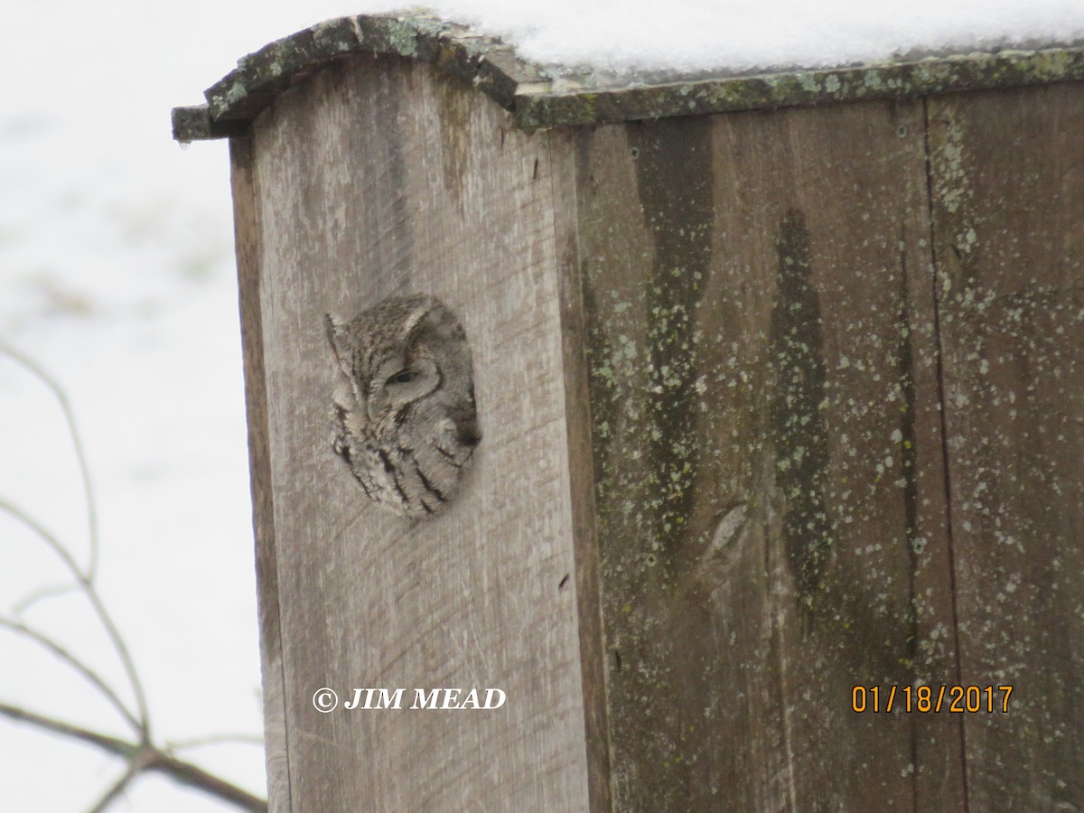 Eastern Screech-Owl - Jim Mead