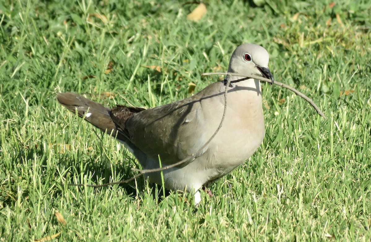 Eurasian Collared-Dove - Don Witter