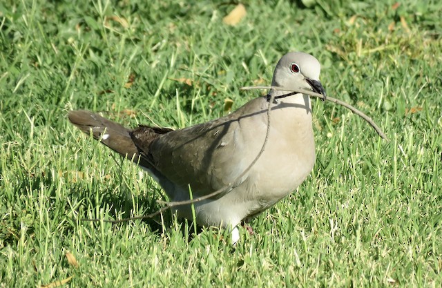 Adult collecting nest material. - Eurasian Collared-Dove - 