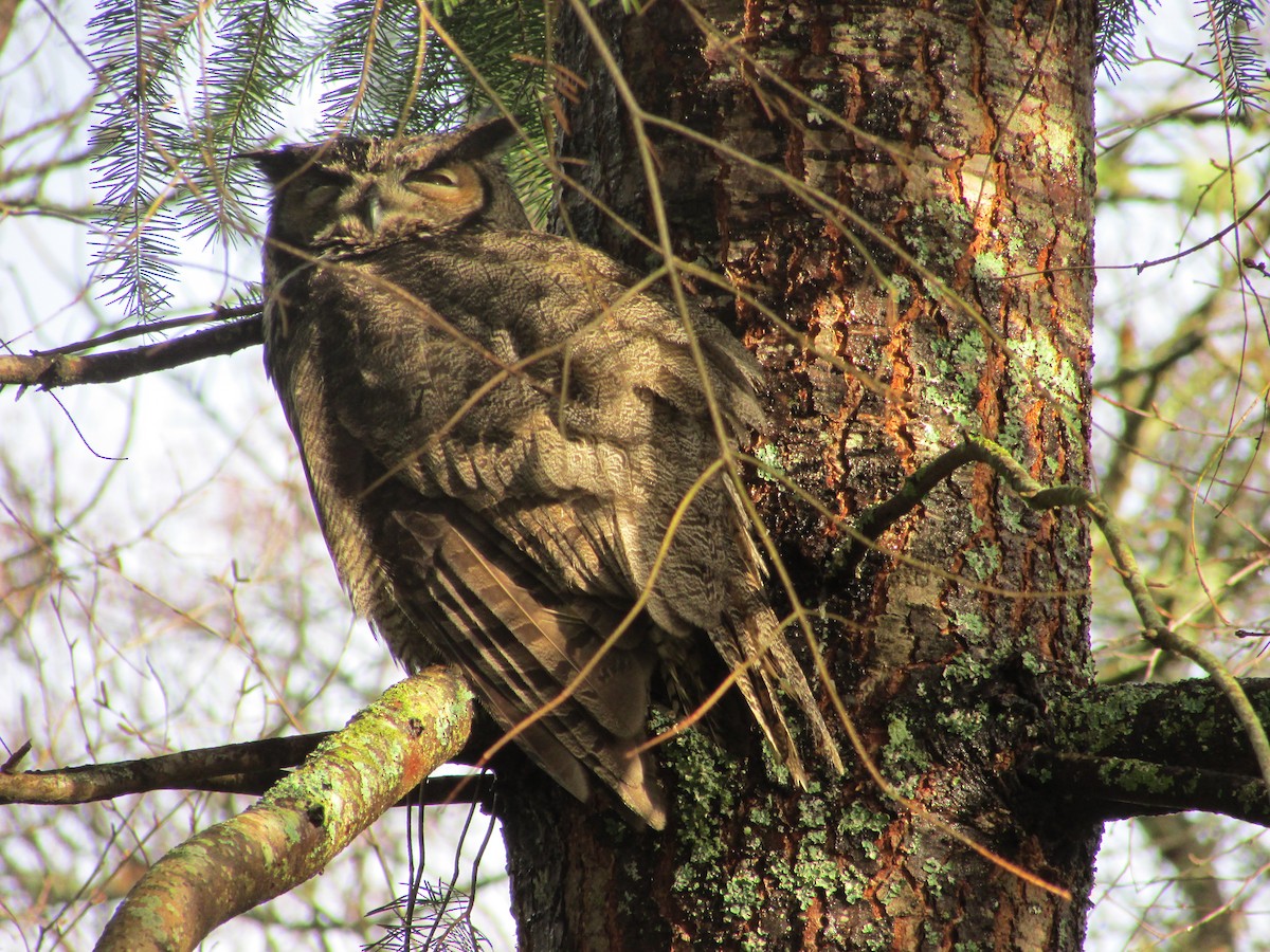 Great Horned Owl - ML45880851