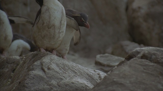 Pingüino Saltarrocas Meridional (chrysocome) - ML458813
