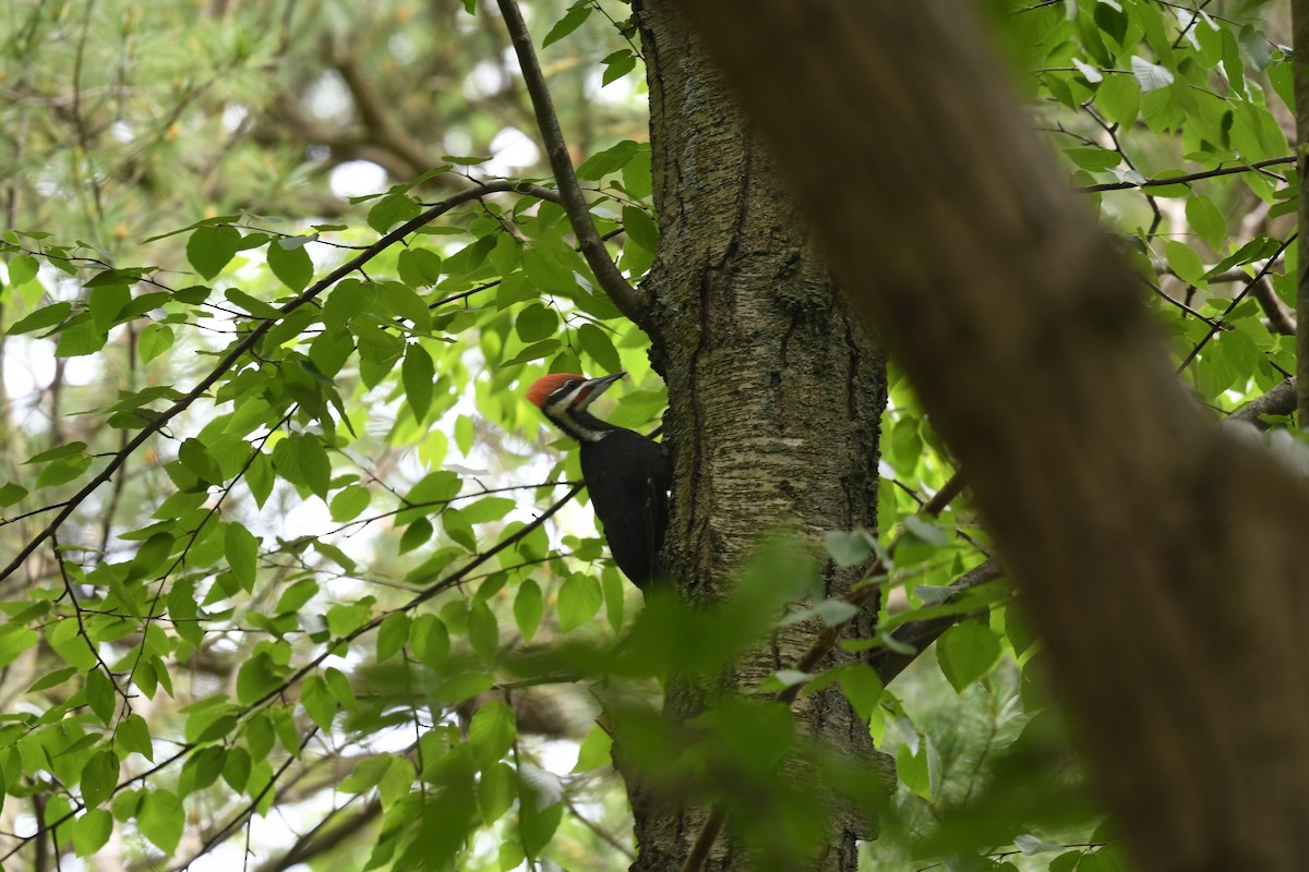 Pileated Woodpecker - Ted Bradford