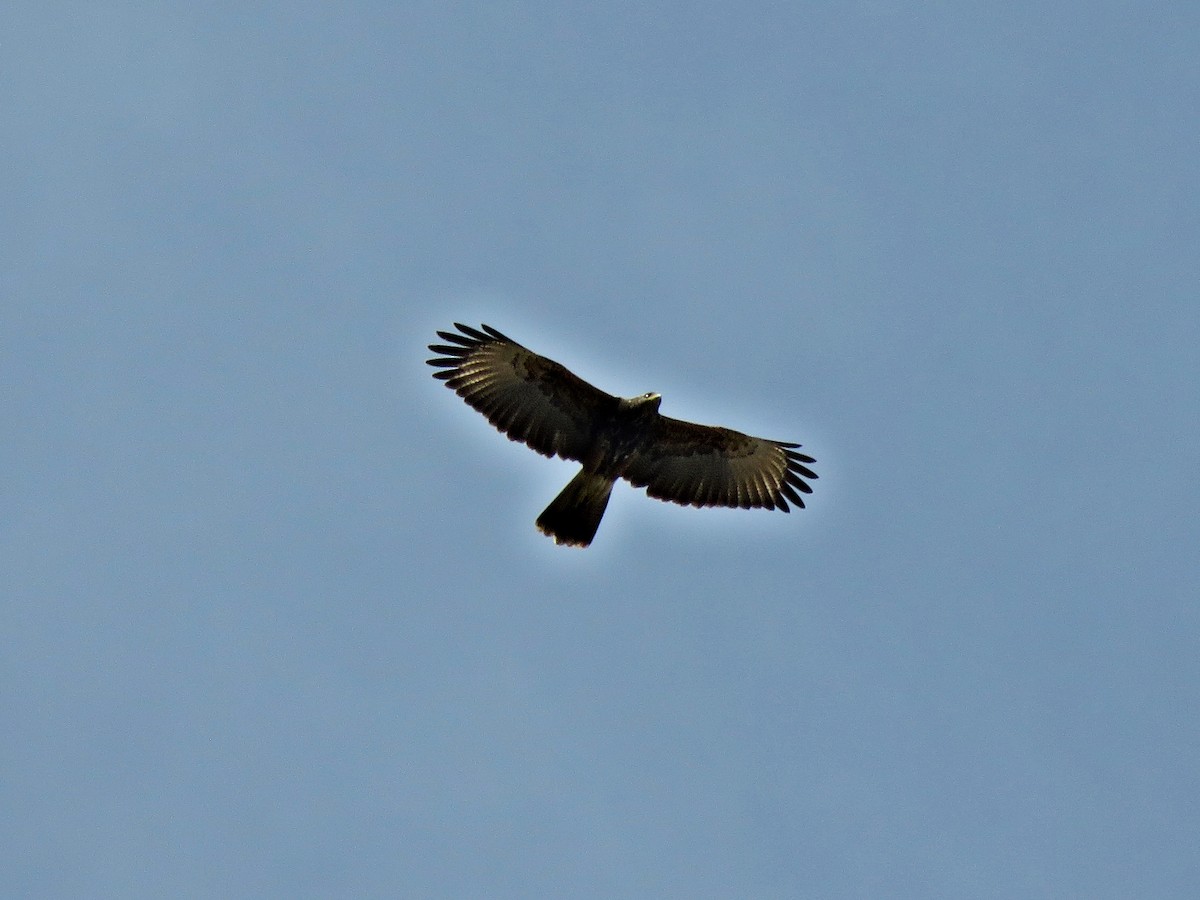 Harris's Hawk (Bay-winged) - ML458817751