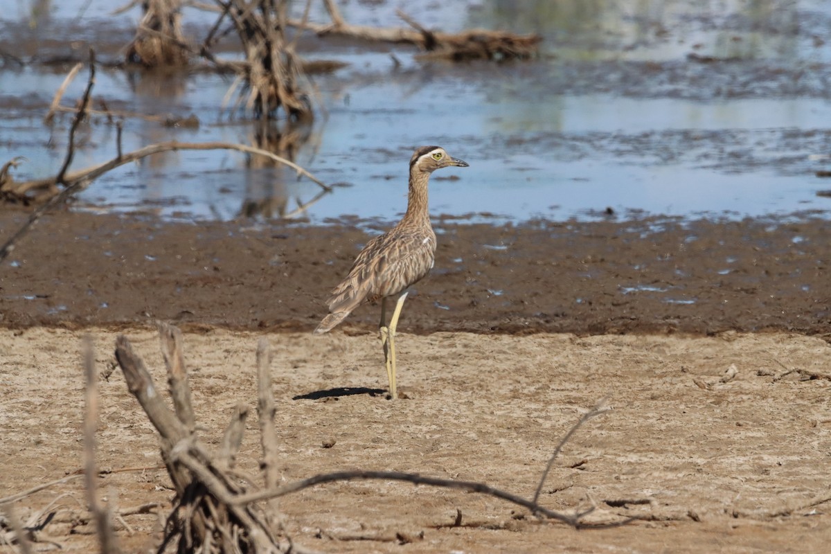 Double-striped Thick-knee - ML458819891