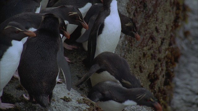 Pingüino Saltarrocas Meridional (chrysocome) - ML458820