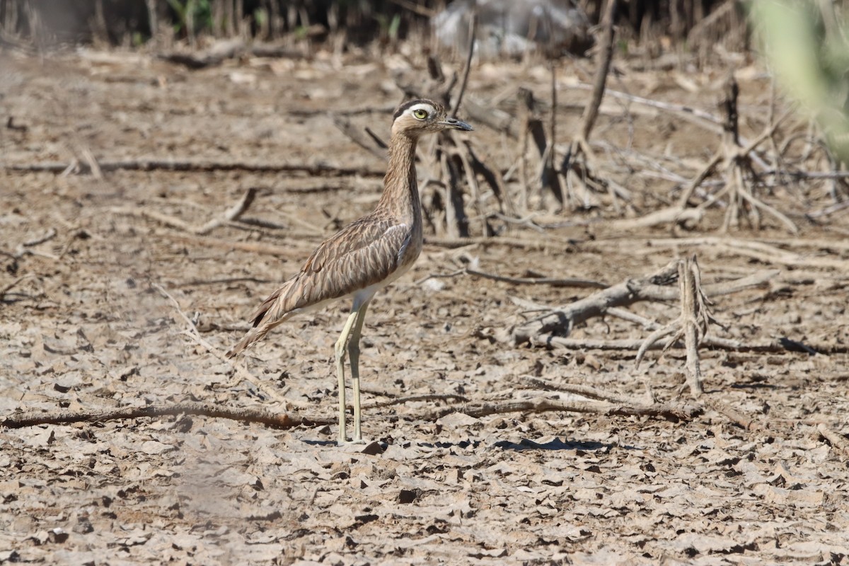Double-striped Thick-knee - ML458820011