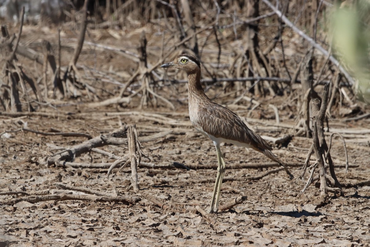 Double-striped Thick-knee - ML458820041