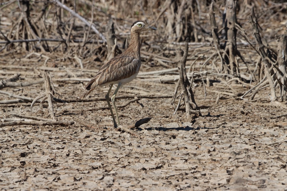Double-striped Thick-knee - ML458820061