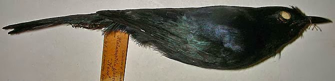 Pájaro Gato Negro - ML458820331