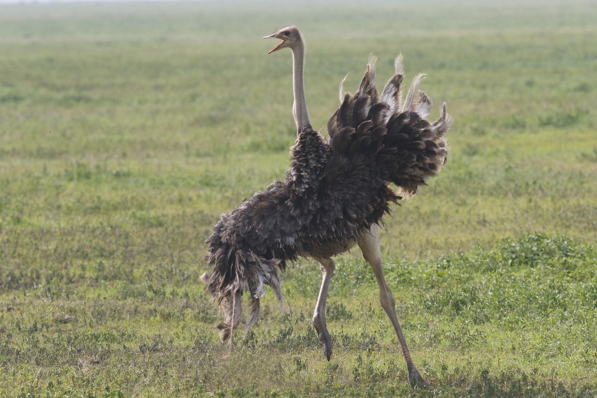 Common Ostrich - ML45882061