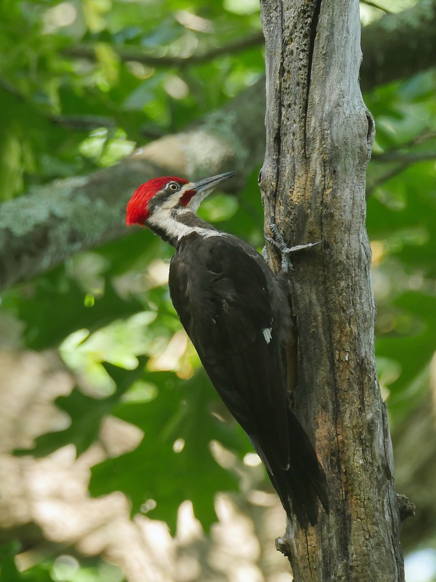 Pileated Woodpecker - Jeffrey Thomas