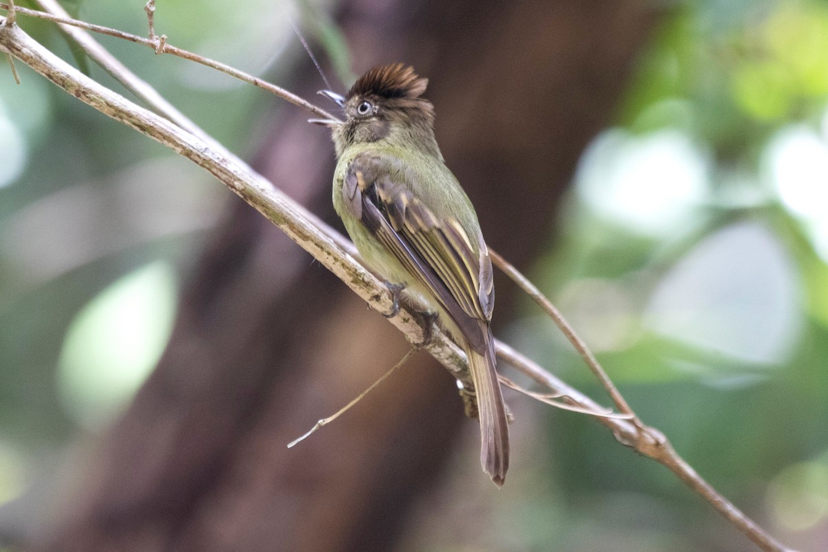 Sepia-capped Flycatcher - ML458823601