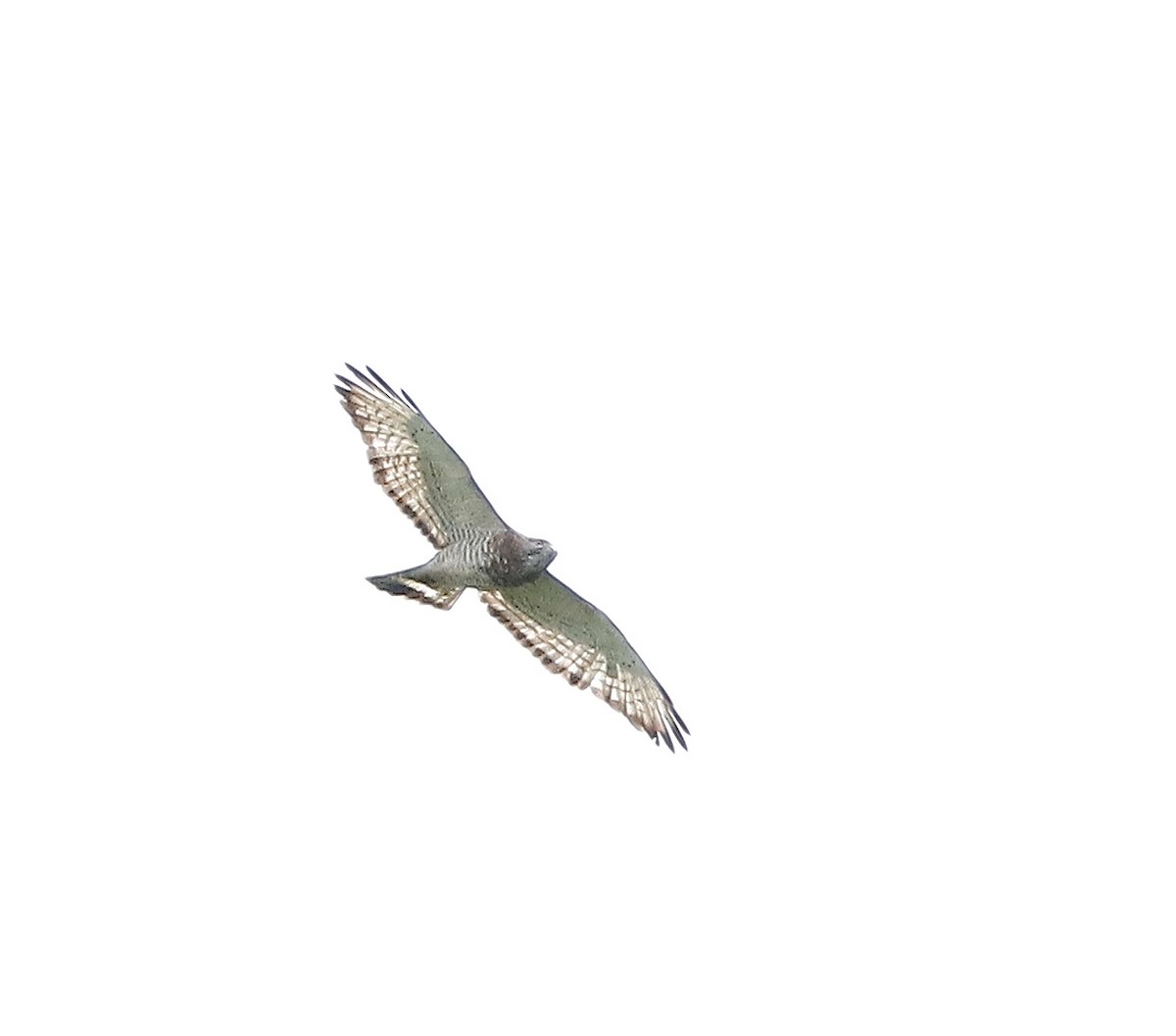 Broad-winged Hawk - ML458823611