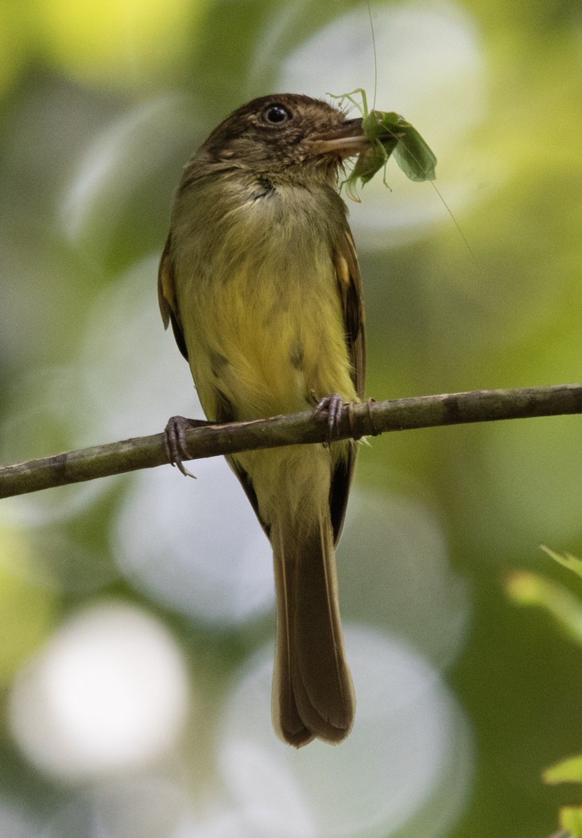 Sepia-capped Flycatcher - ML458823711