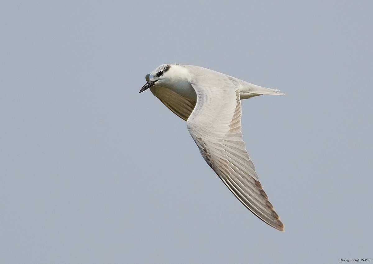 Whiskered Tern - Jerry Ting