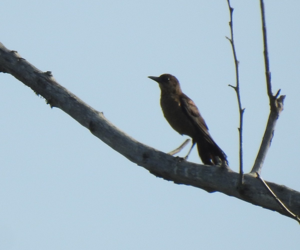 Boat-tailed Grackle - ML458827131