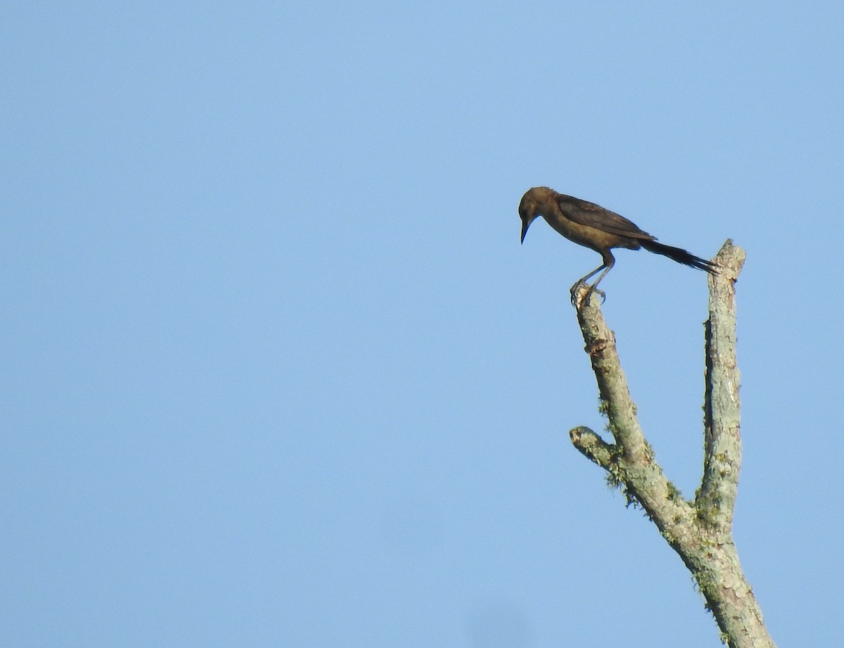 Boat-tailed Grackle - ML458827401