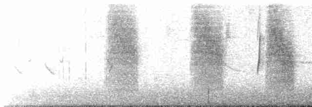 Grass Wren (Northern) - ML458828291