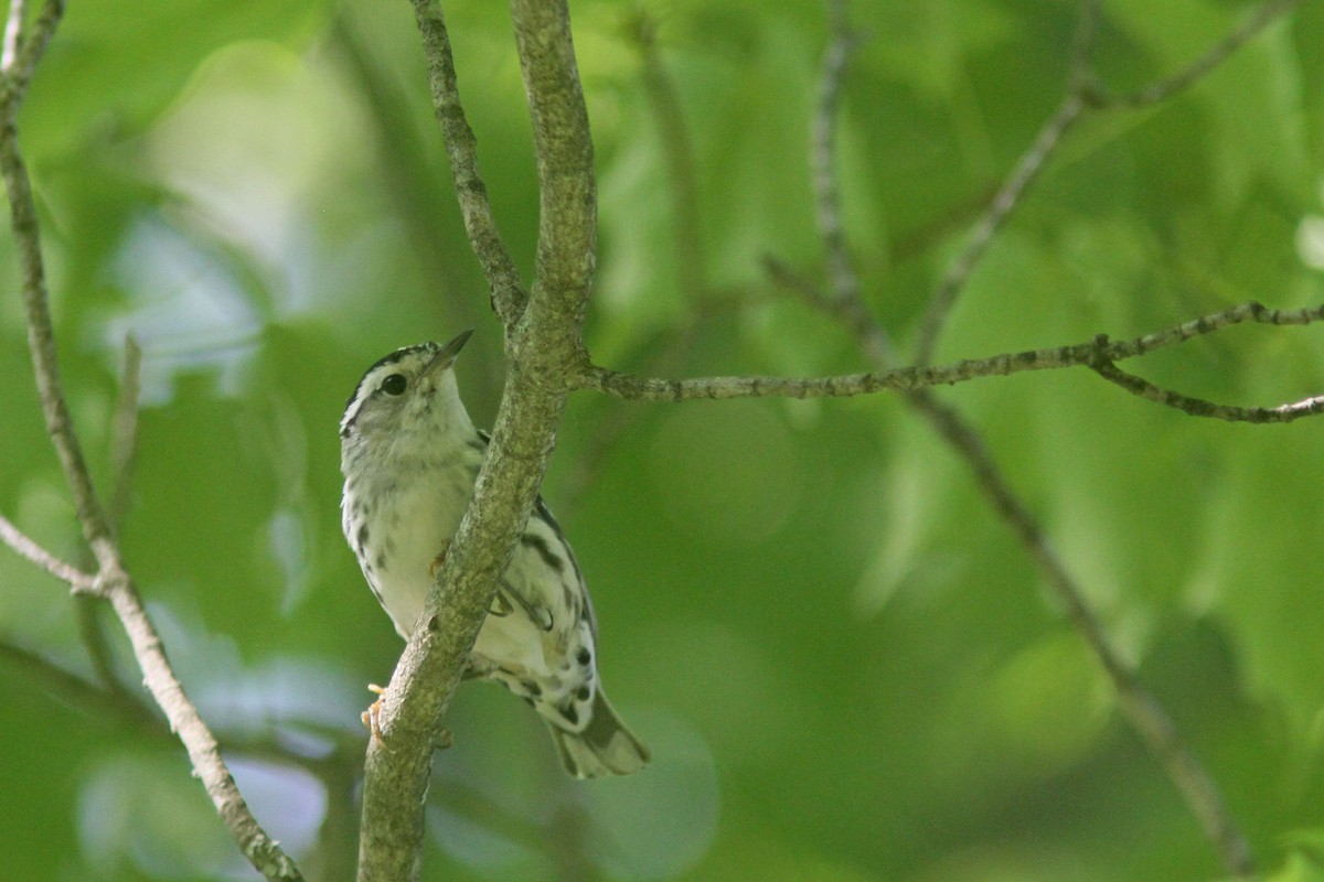 Black-and-white Warbler - ML458840061
