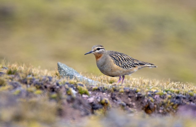 Definitive Basic Tawny-throated Dotterel (subspecies&nbsp;<em class="SciName notranslate">pallidus</em>). - Tawny-throated Dotterel - 