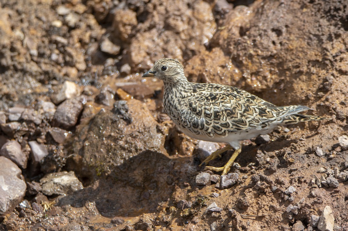 Gray-breasted Seedsnipe - ML458843221