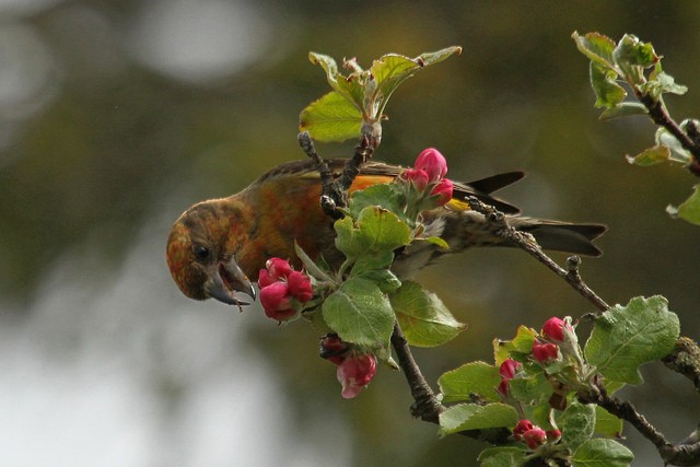 Red Crossbill (Northeastern or type 12) - ML45884371