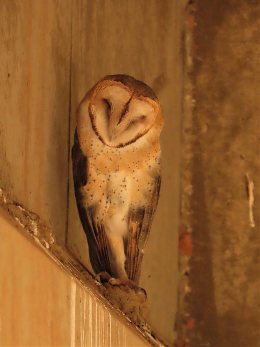 Barn Owl - Pierre Pitte