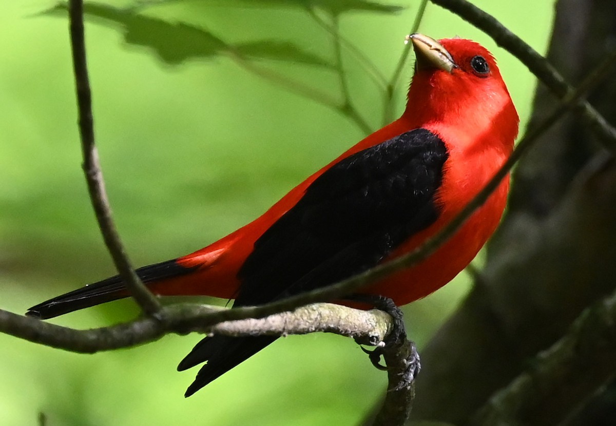 Scarlet Tanager - ML458848291