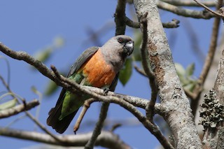  - Red-bellied Parrot