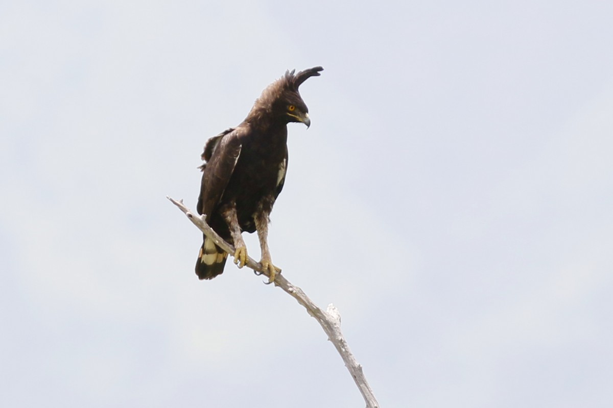 Long-crested Eagle - John C Sullivan