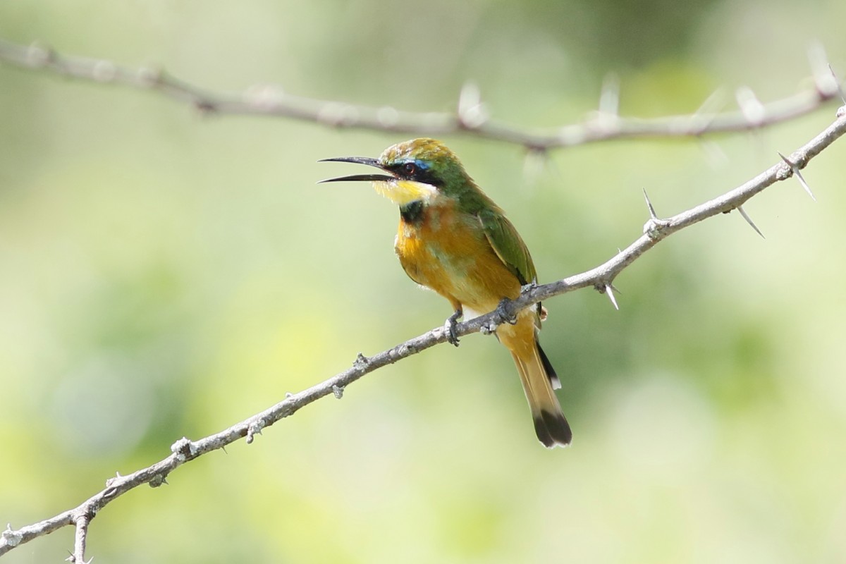 Little Bee-eater - ML45885491