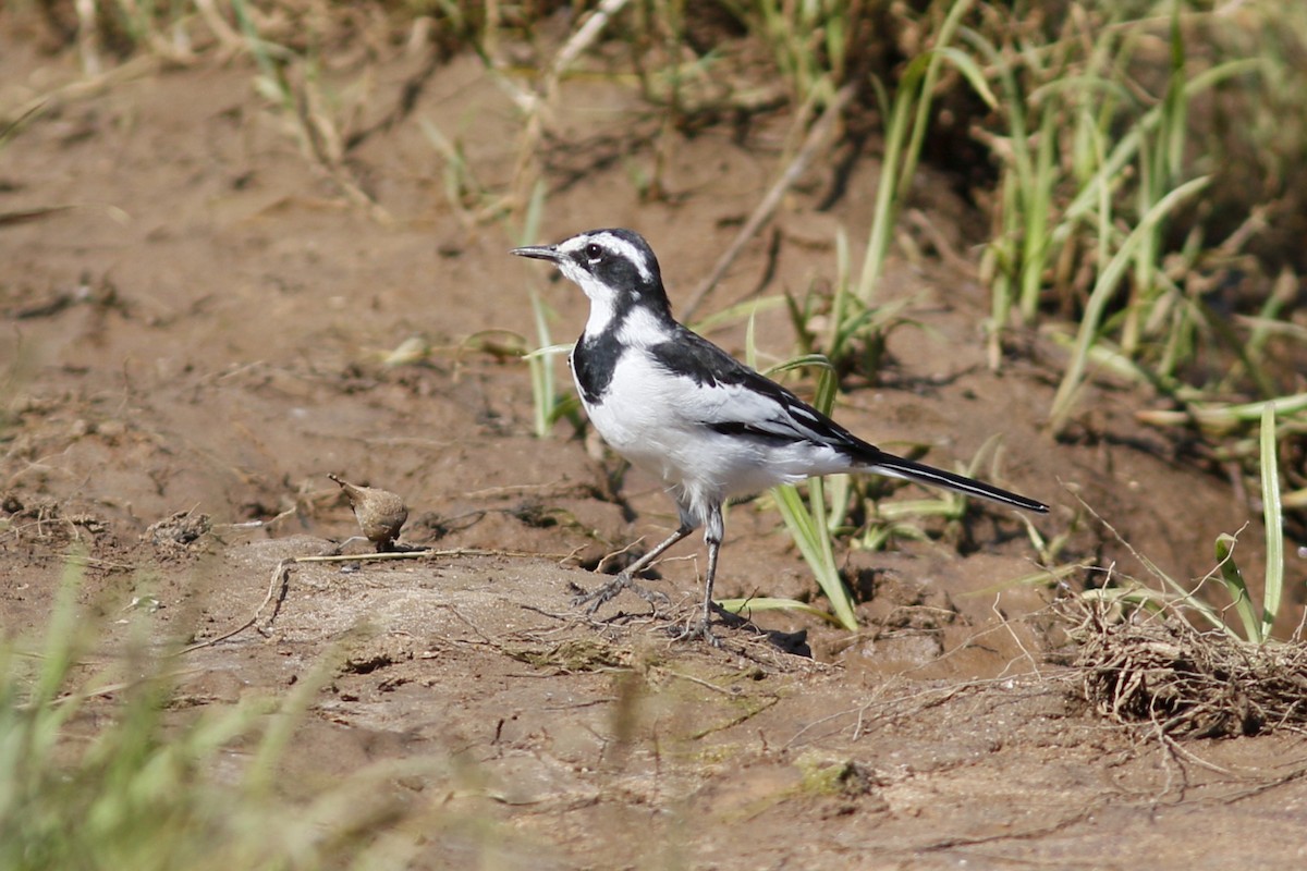 African Pied Wagtail - ML45885541