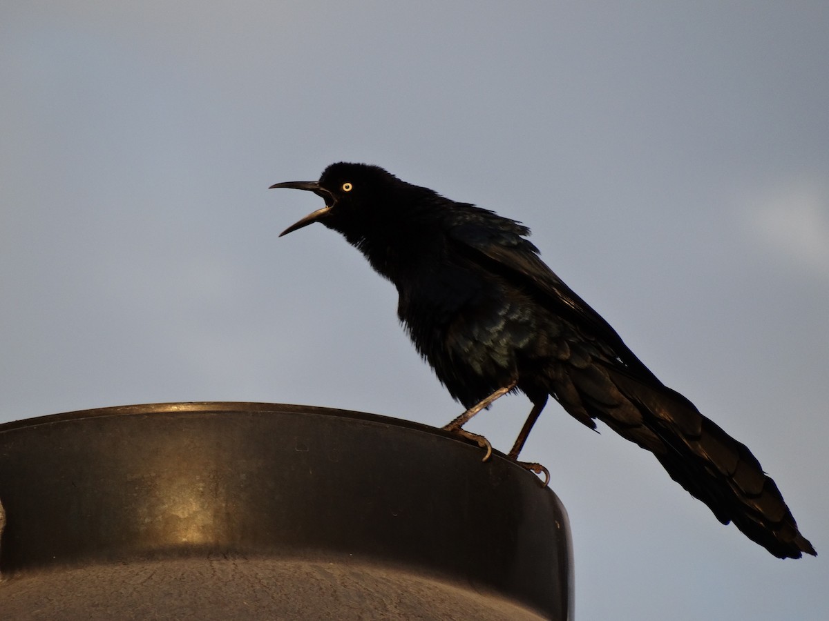 Great-tailed Grackle - ML45885571