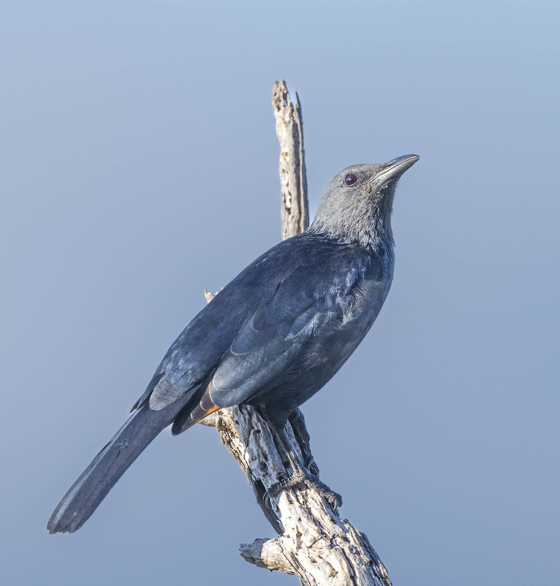 Red-winged Starling - ML458865281