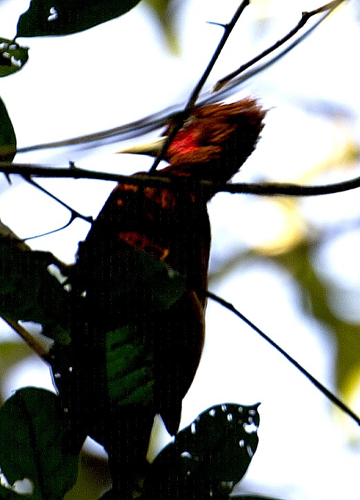Waved Woodpecker (Scale-breasted) - ML458867821