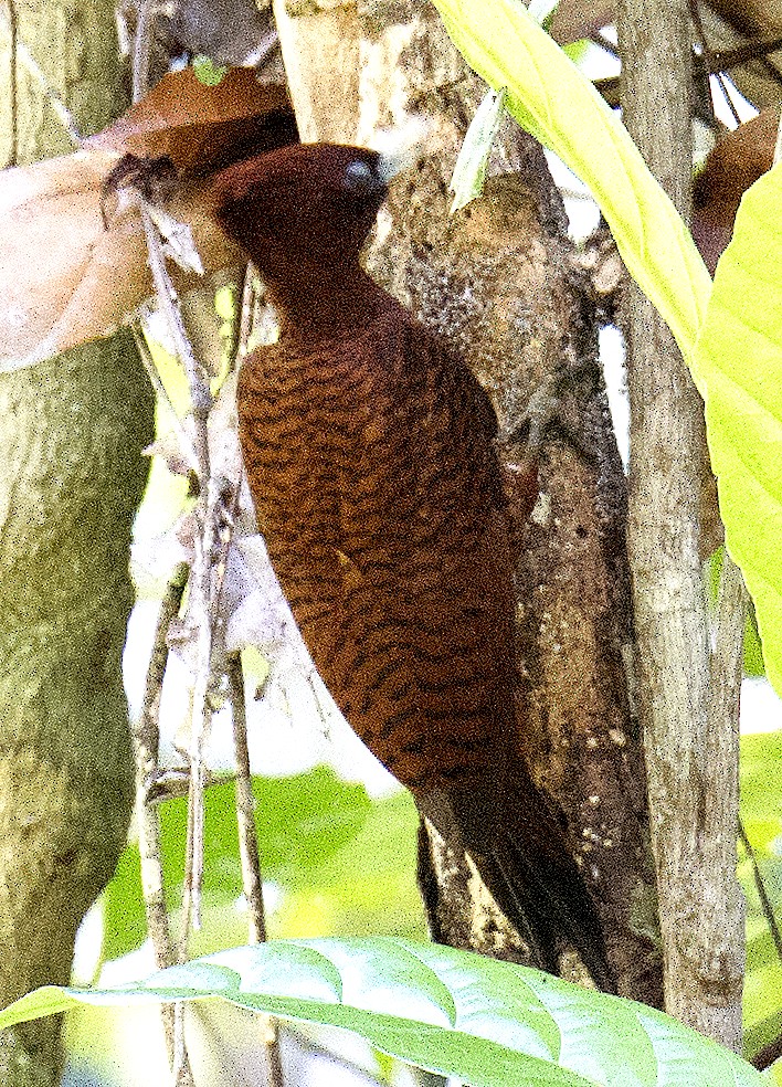 Waved Woodpecker (Scale-breasted) - ML458867831