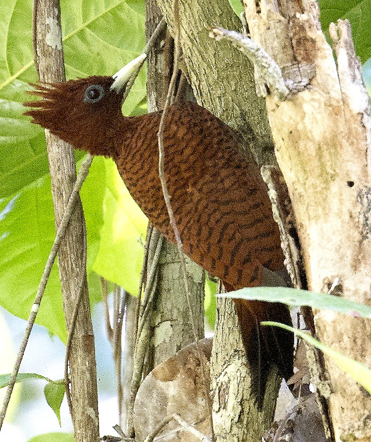 Waved Woodpecker (Scale-breasted) - ML458867851