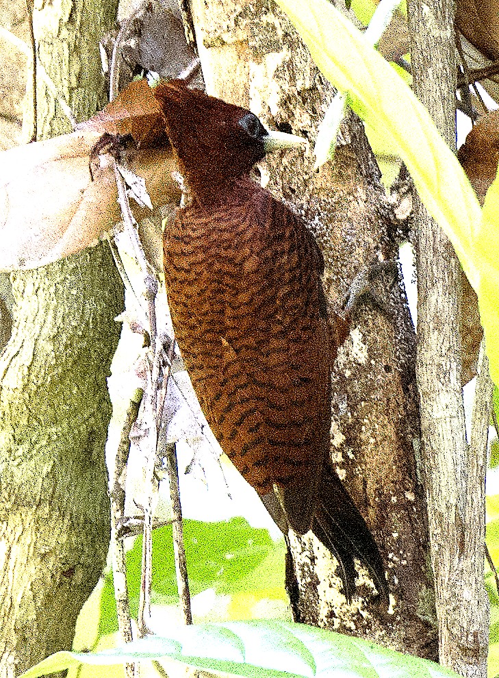 Waved Woodpecker (Scale-breasted) - ML458867871