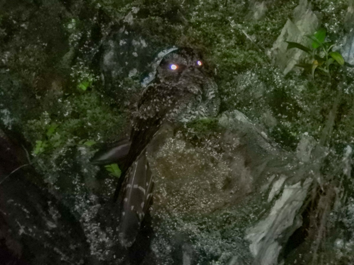Lyre-tailed Nightjar - Paul Molina A