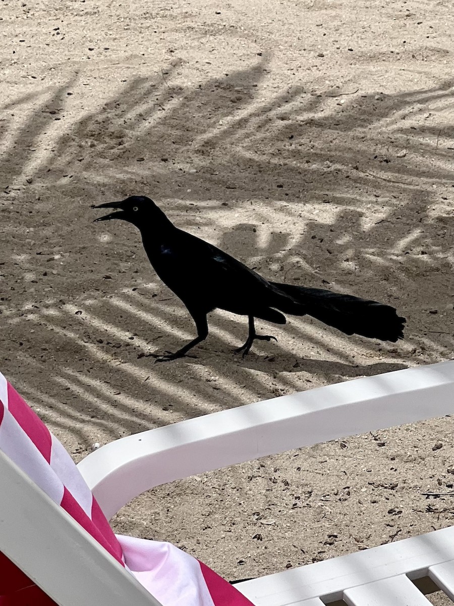 Great-tailed Grackle - ML458870751